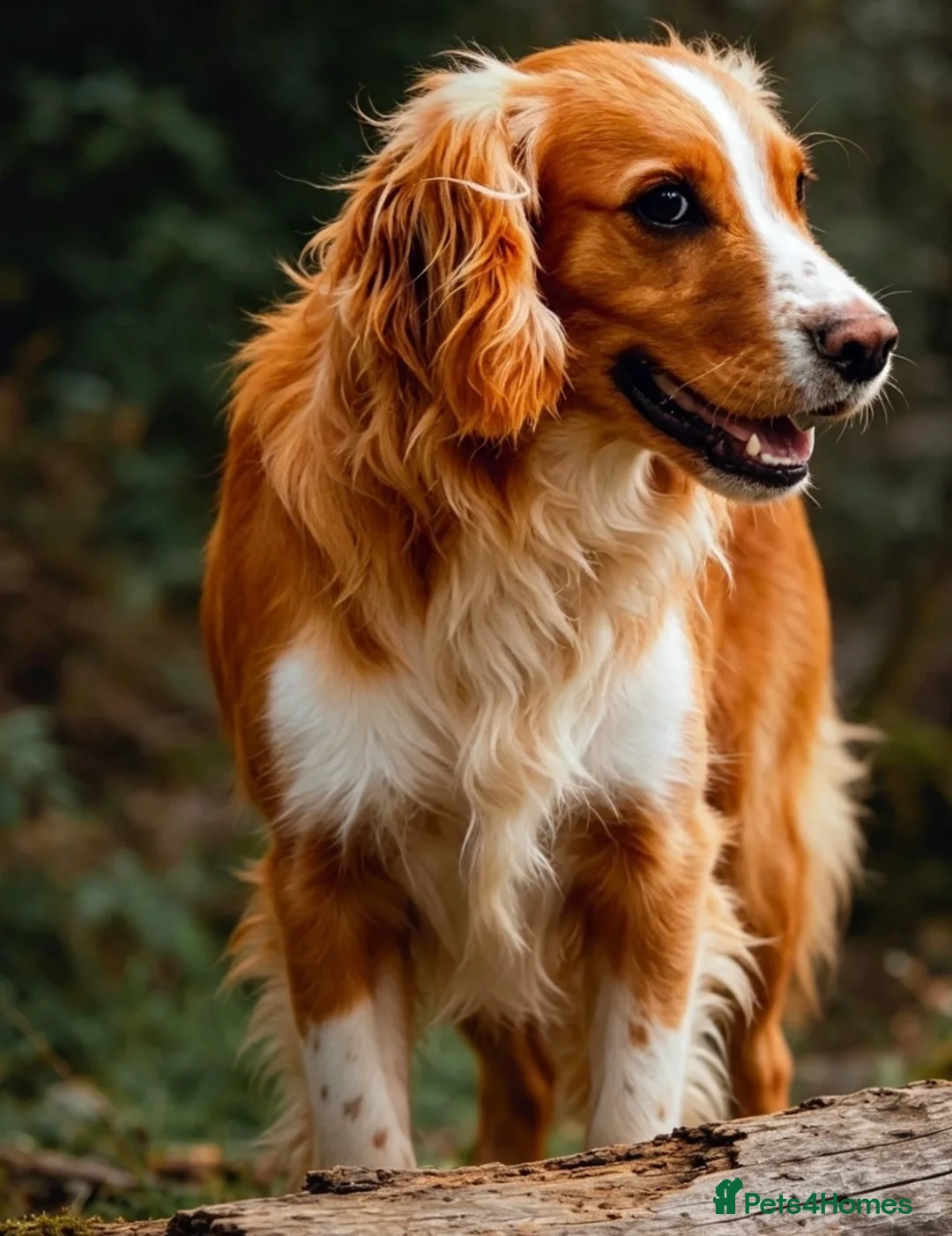 Cocker Spaniel dogs for stud: Proven KC  Stud dog - Advert 2