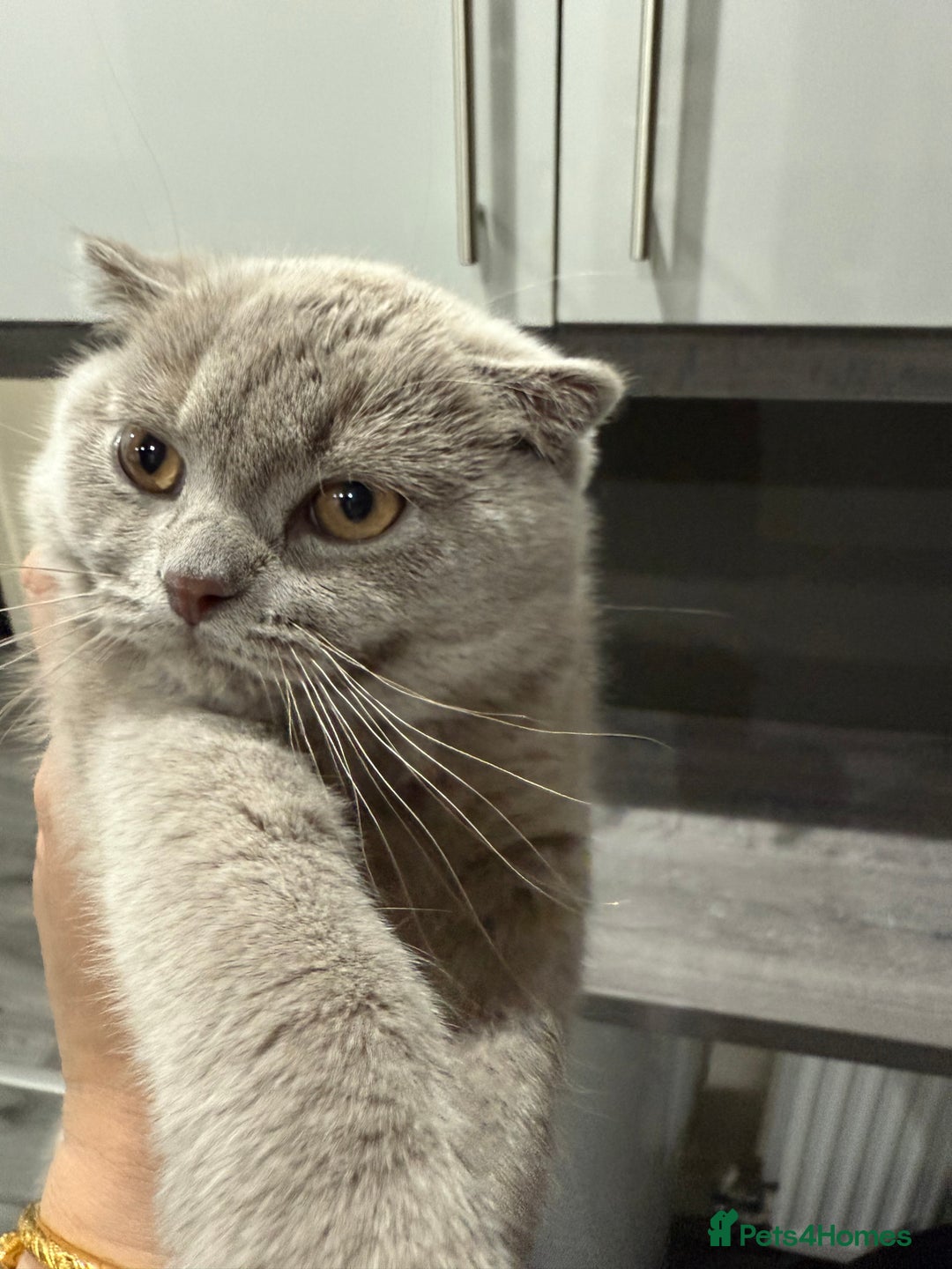 Scottish Fold cats for sale: Scottish Fold - Image 3