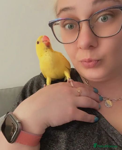 Parrots birds Healthy Hand-Reared Parrots Available  - Advert 3