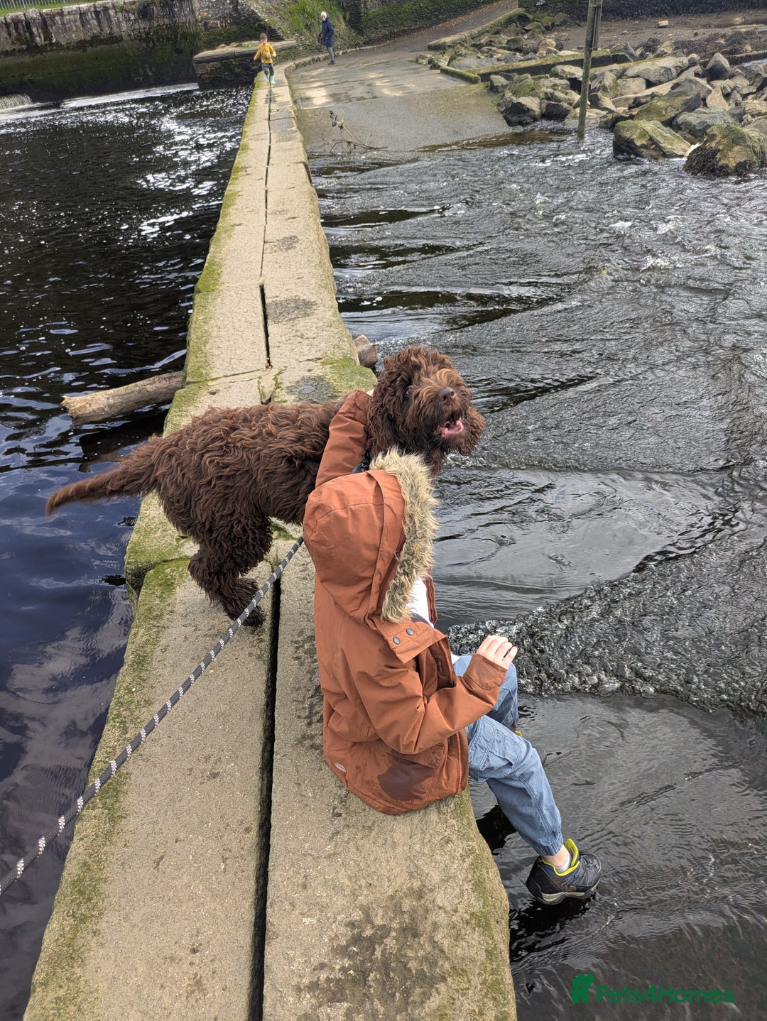 Newfypoo dogs for sale: Beautiful Newfypoo puppy  - Advert 4