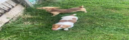 Jack Russell dogs for sale: Mini Jack Russell pups 🐶  - Advert 16