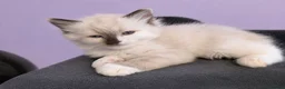 Ragdoll cats for sale: Registered ragdoll kittens by grand champion in Scunthorpe - Advert 8