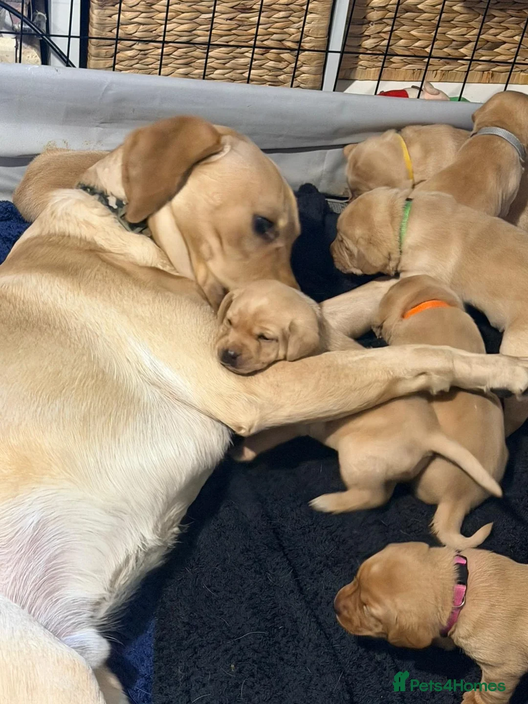 Labrador Retriever dogs for sale: Beautiful Labrador Pup - Advert 10