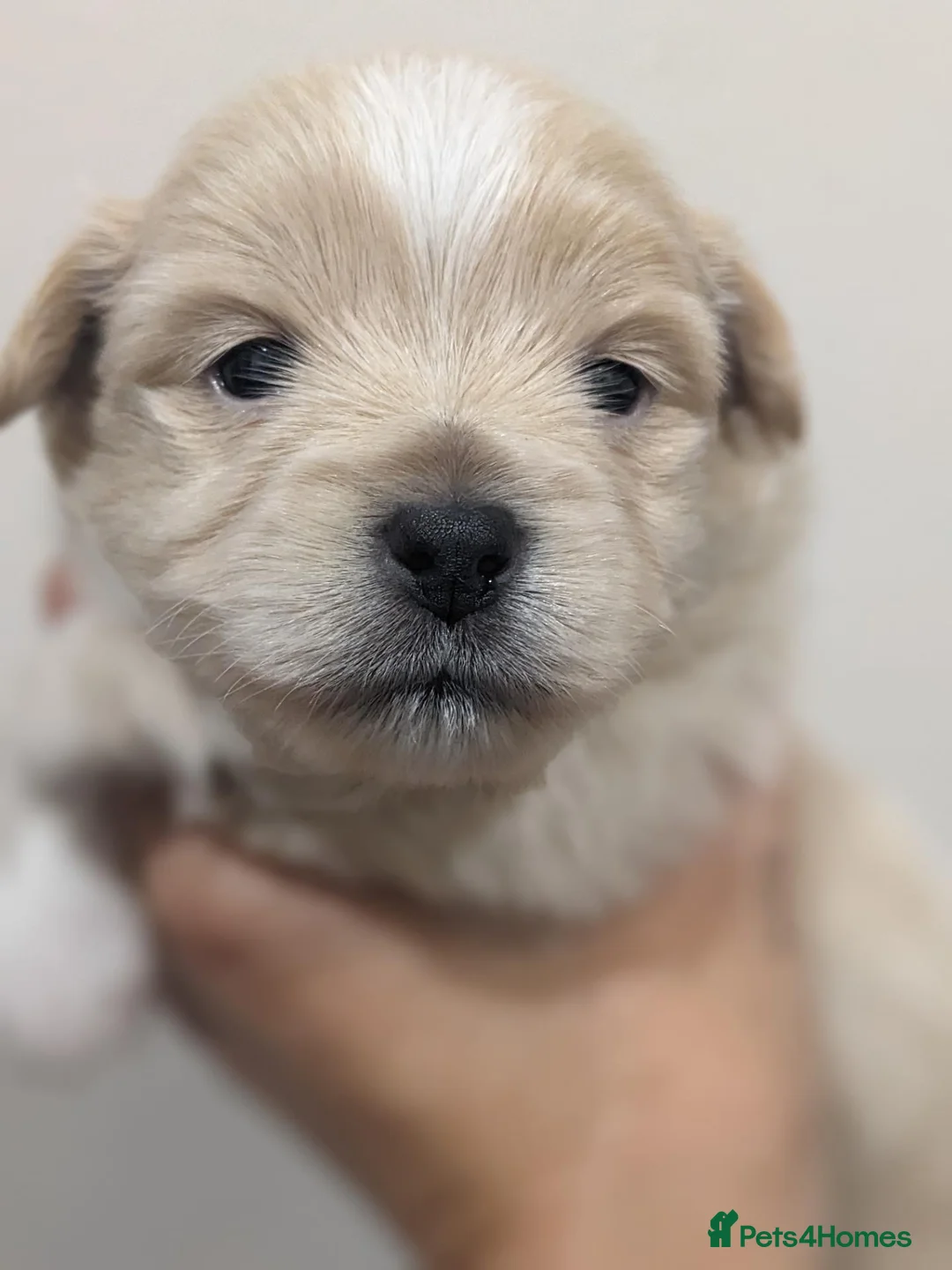 Mixed Breed dogs for sale: PomchixPatterjack pups - Advert 2