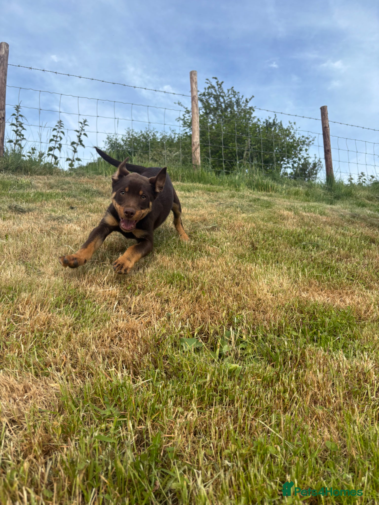 Australian Kelpie dogs 2 Boys Red and Tan Australian Kelpie Puppies - Advert 1