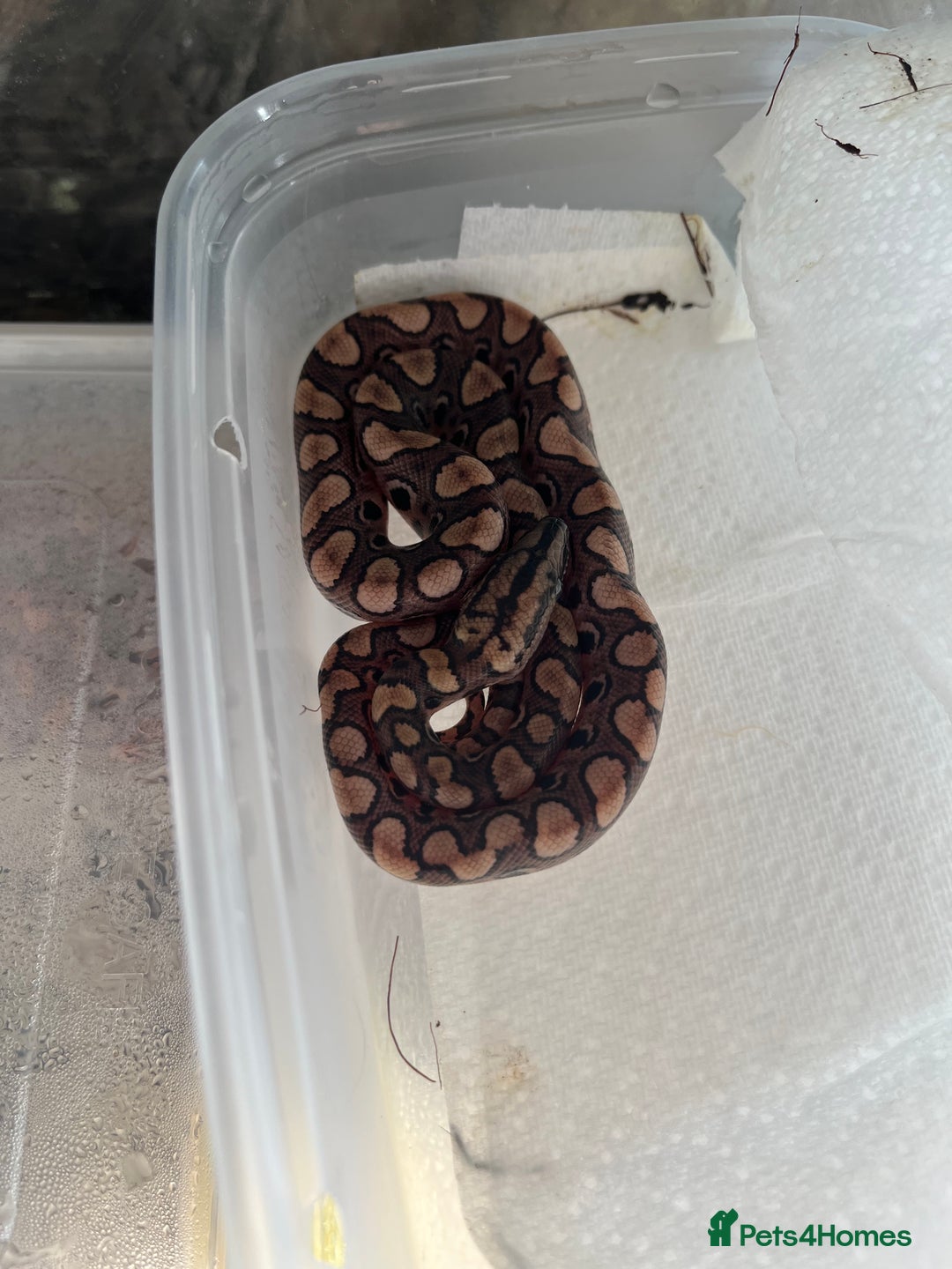 Boa Snake reptiles for sale: Brazilian rainbow boa babies  - Image 8