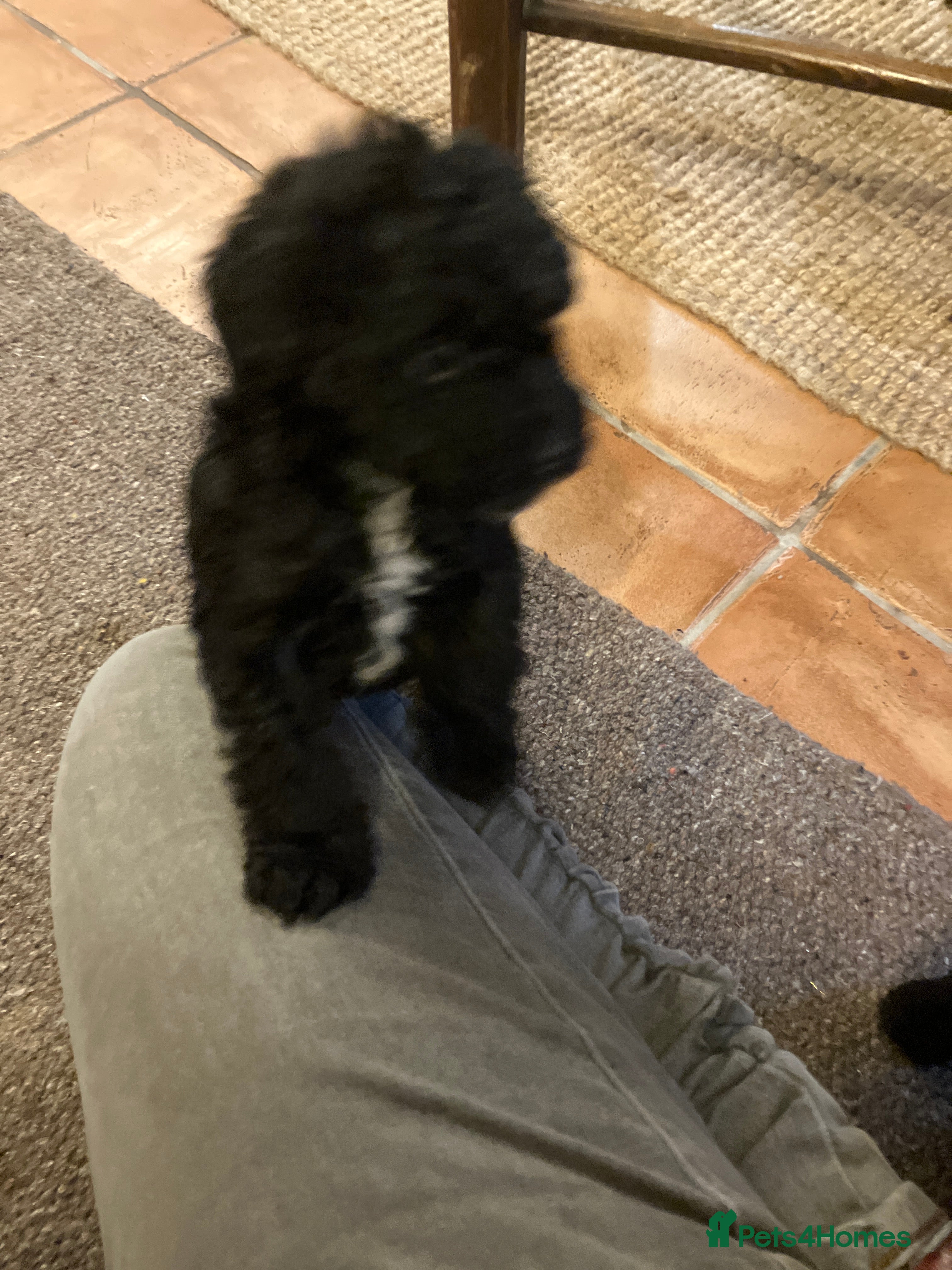 Mixed Breed dogs Jack Russel poodle cross - male pup - Advert 7