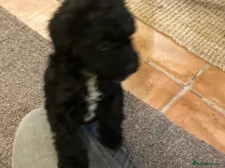 Mixed Breed dogs Jack Russel poodle cross - male pup - Advert 7