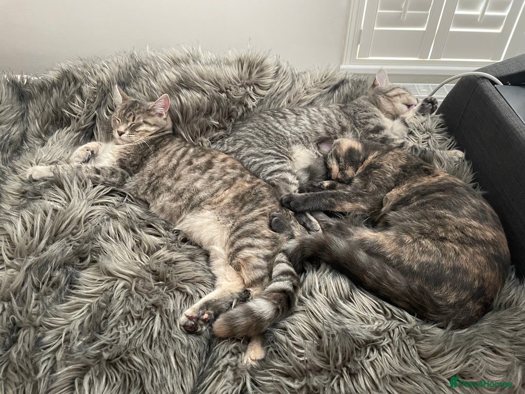 Mixed Breed cats for sale: Adorable female cats Looking for a Forever Home ! - Advert 8