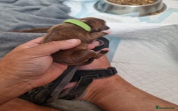 Mixed Breed dogs for sale: Cockerbull - Image 3