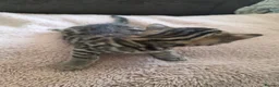 Bengal cats for sale: Beautiful Bengal Kittens – Loving Homes Only  - Advert 17