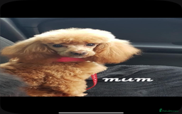 Toy Poodle dogs for sale: Kc reg Toy poodles - Image 4