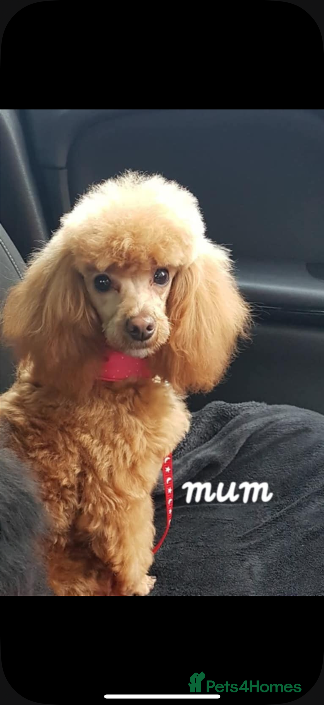 Toy Poodle dogs for sale: Kc reg Toy poodles - Image 4