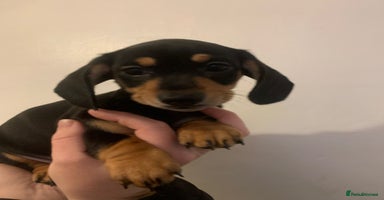 Miniature Dachshund dogs - Advert 10