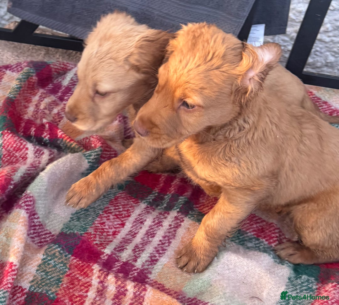 Mixed Breed dogs for sale: ‘CockerDoodles’ health-checked healthy chunky pups - Advert 16