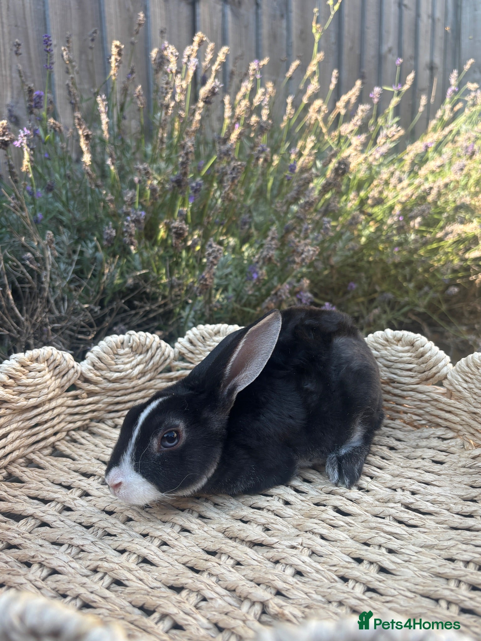Rex rabbits Stunning mini Rex ready to reserve 🫶🏻 - Advert 6