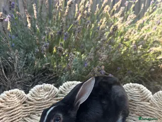 Rex rabbits Stunning mini Rex ready to reserve 🫶🏻 - Advert 6