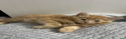 Mixed Breed cats for sale: Lovely kittens ready for loving homes - Advert 8