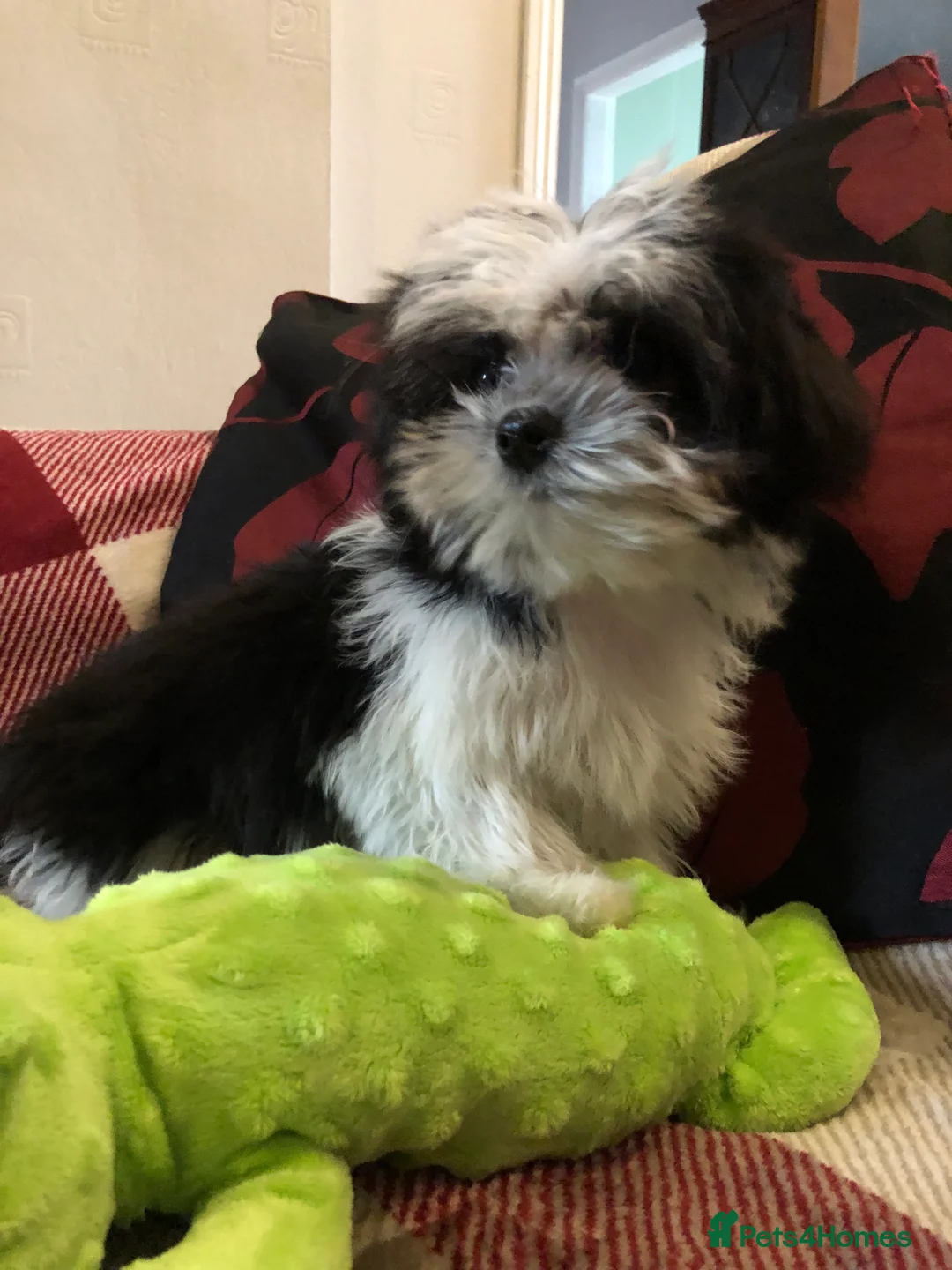 Malshi dogs for sale: shihtzu x maltese puppies for sale - Advert 5
