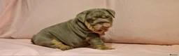 English Bulldog dogs for sale: Quality puppies available  in Bradford - Advert 14
