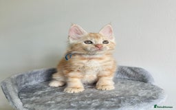 Maine Coon cats for sale: Pedigree maine coon kittens ❤️‍🔥❤️‍🔥❤️‍🔥 - Image 4
