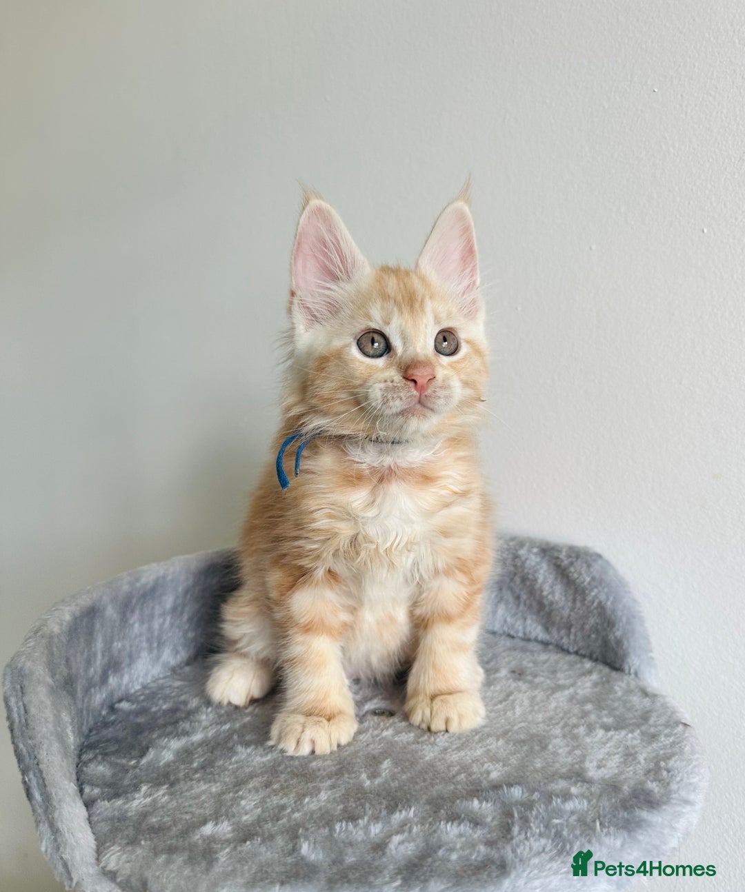 Maine Coon cats for sale: Pedigree maine coon kittens ❤️‍🔥❤️‍🔥❤️‍🔥 - Image 4