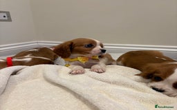 Cavalier King Charles Spaniel dogs for sale: Extensively health tested parent cavalier puppy’s  - Image 15