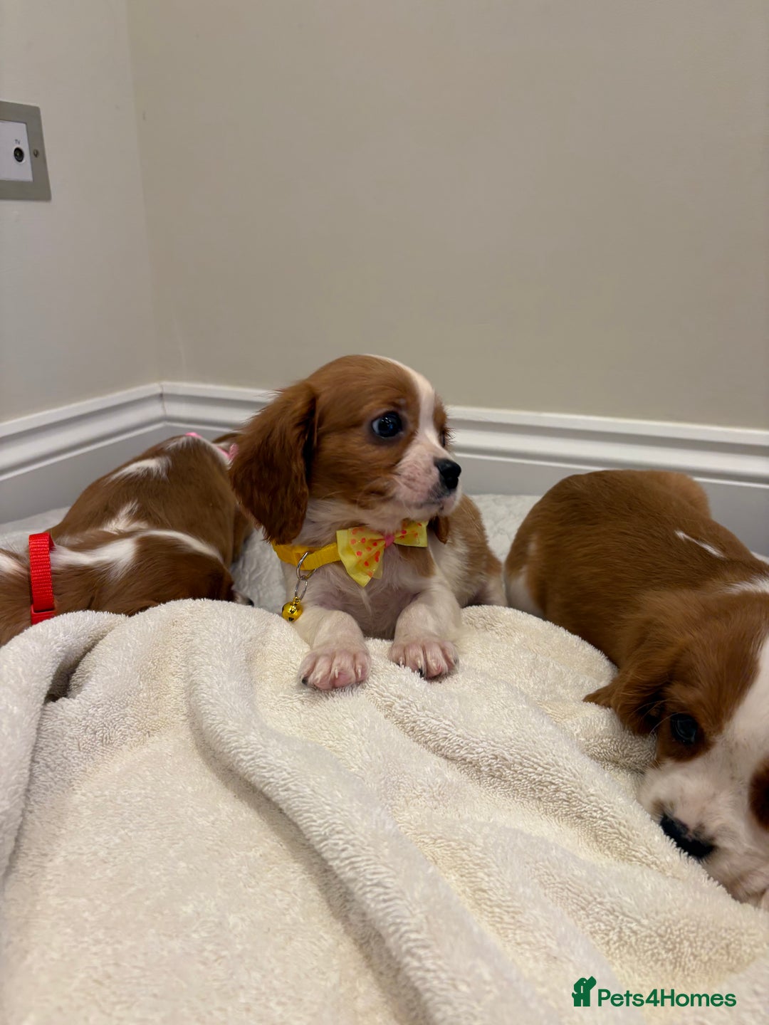 Cavalier King Charles Spaniel dogs for sale: Extensively health tested parent cavalier puppy’s  - Image 15