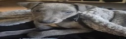 Whippet dogs for stud: Terry - KC Registered Blue Whippet Stud - Advert 4