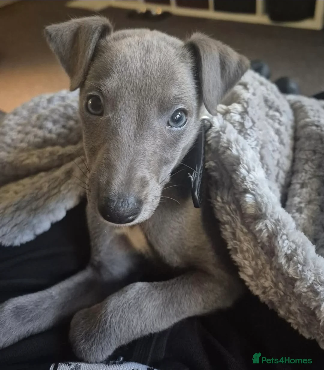 Whippet dogs for stud: Terry - KC Registered Blue Whippet Stud - Advert 4