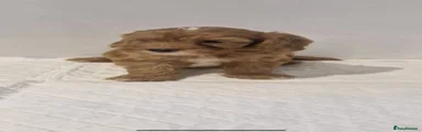 Cockapoo 4