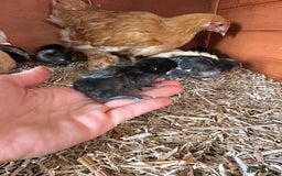 Chickens poultry for sale: week old chicks  - Image 3
