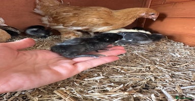 Chickens poultry - Advert 6