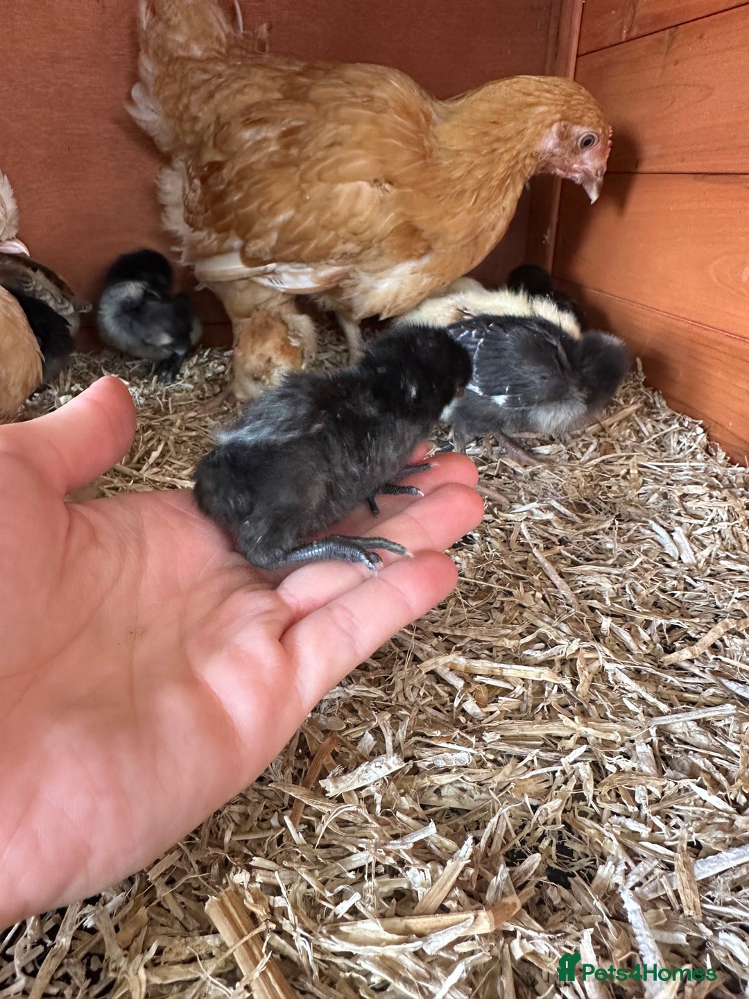 Chickens poultry for sale: week old chicks  - Image 3