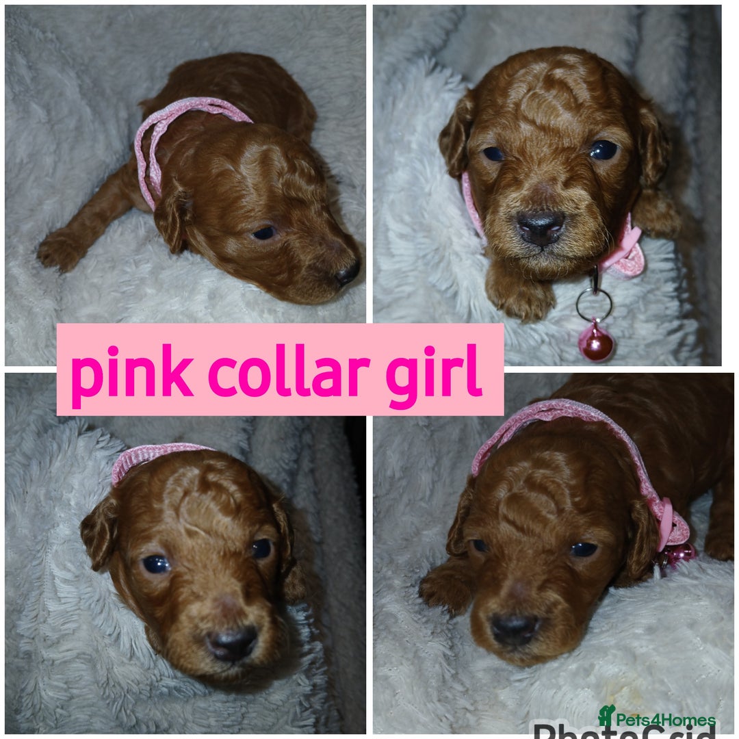 Cockapoo dogs for sale: Gorgeous F1b cockapoo puppies  - Advert 27