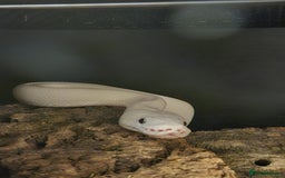 Snake reptiles for sale: Two ball pythons with setups - Image 2