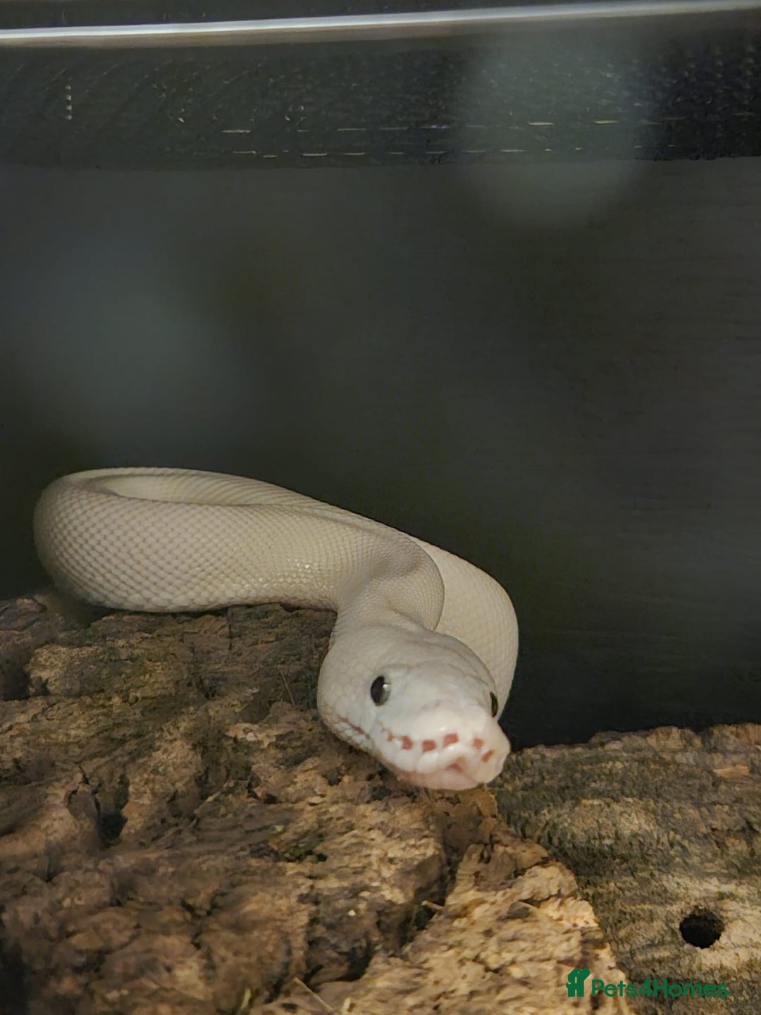 Snake reptiles for sale: Two ball pythons with setups - Image 2