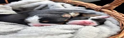 Bernese Mountain Dog dogs for sale: Bernese Mountain Dog Puppies - Advert 5