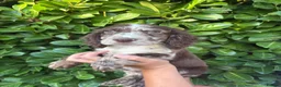 Cocker Spaniel dogs for sale: Cocker spaniel puppies  in Cambridge - Advert 5