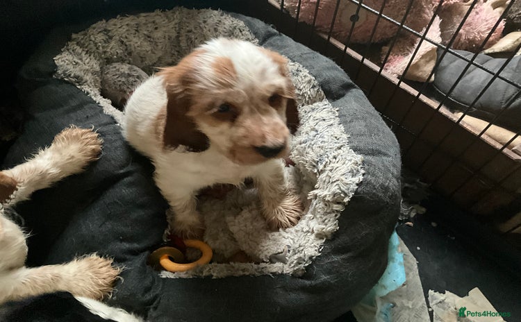Cocker Spaniel dogs - Advert 15