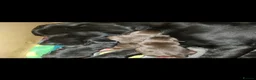 Labrador Retriever dogs for sale: Beautiful Labrador puppies  - Advert 14
