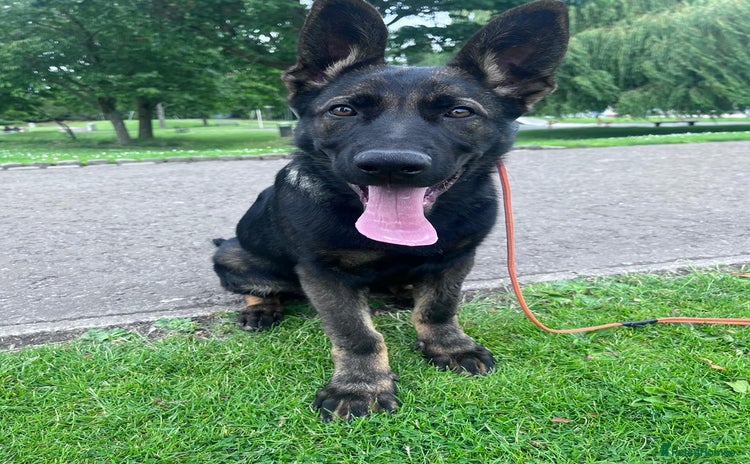 German Shepherd dogs for sale - Advert 1