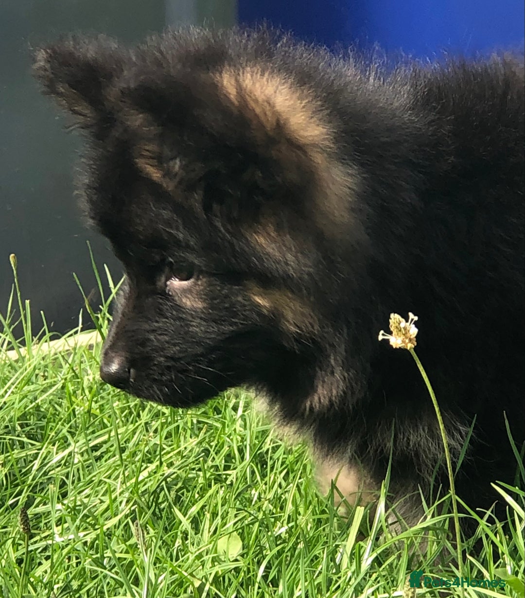 German Shepherd dogs for sale:  kc health tested long haired German shepherd pups - Image 35
