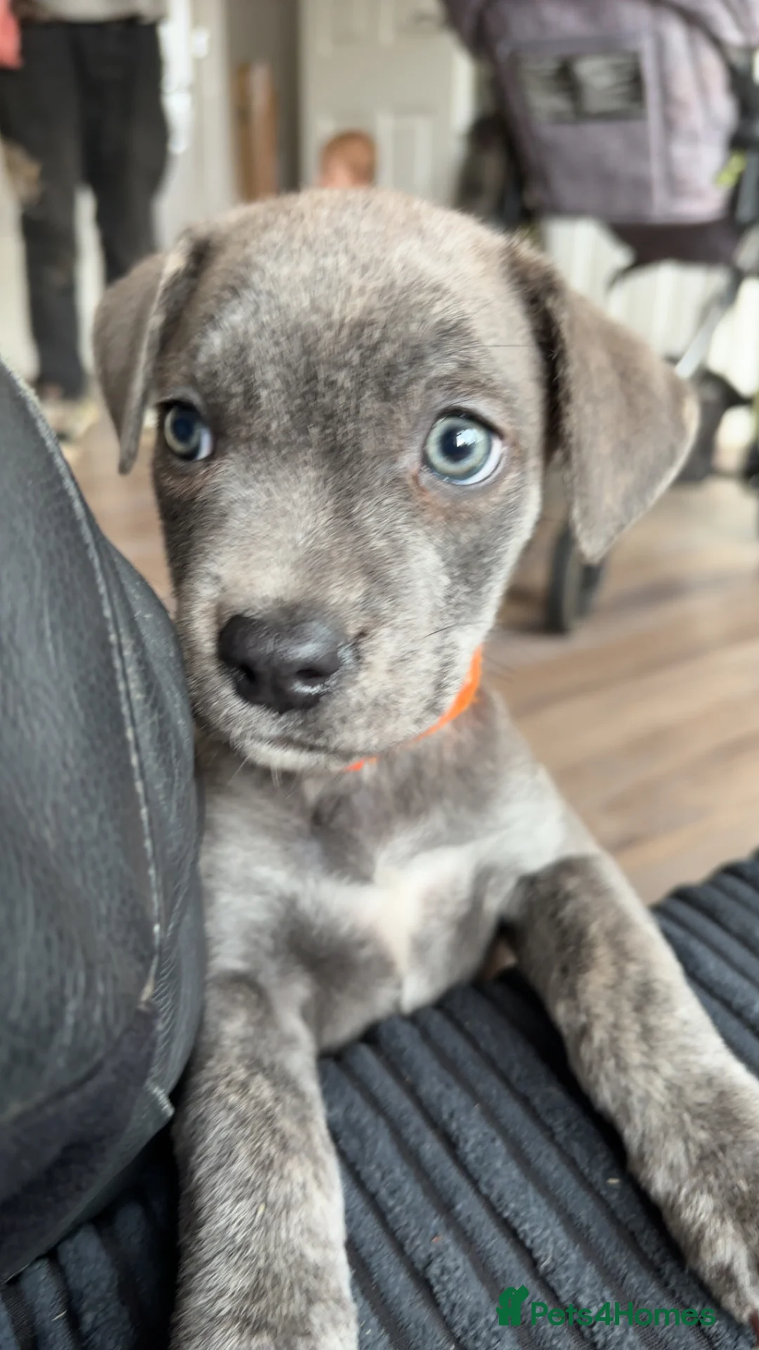 Mixed Breed dogs for sale: mixed breed cane corso.  in Faringdon - Advert 2