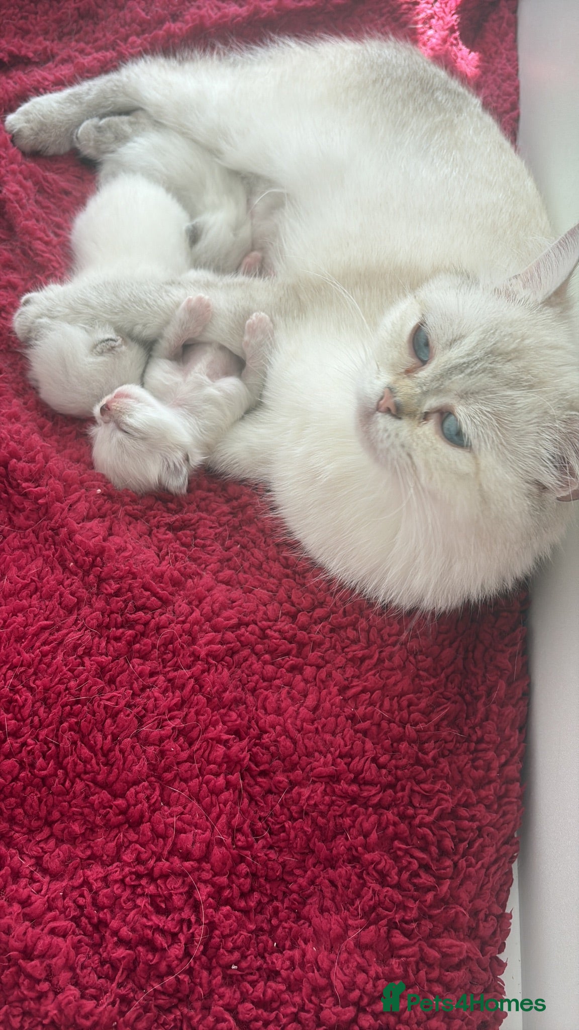 British Shorthair cats BSH kittens for sale - Advert 1