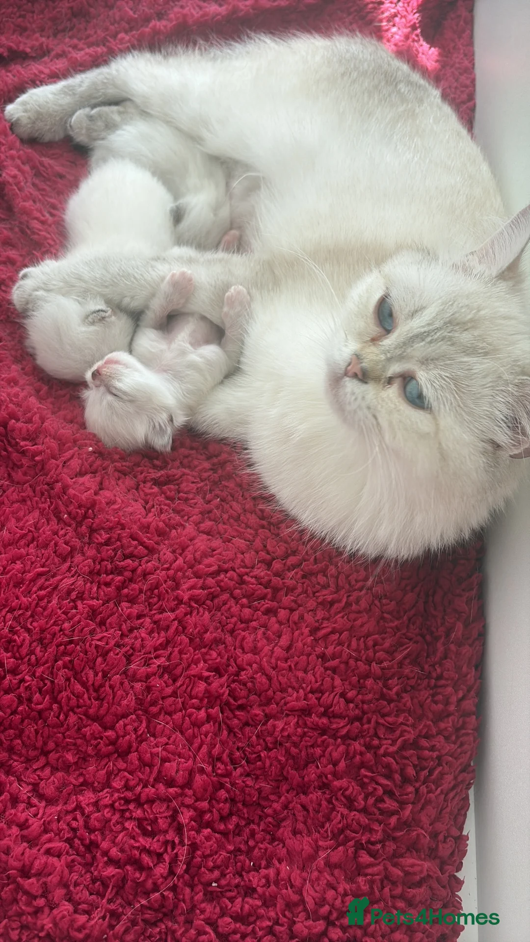 British Shorthair cats for sale: BSH kittens for sale in Chatham - Advert 1