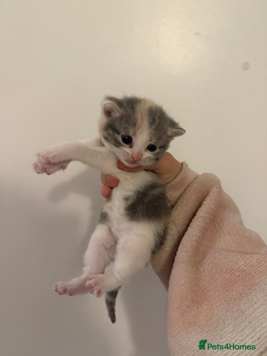 Mixed Breed cats for sale: Beautiful tabby mixed calico cross Persian kitten  - Image 4