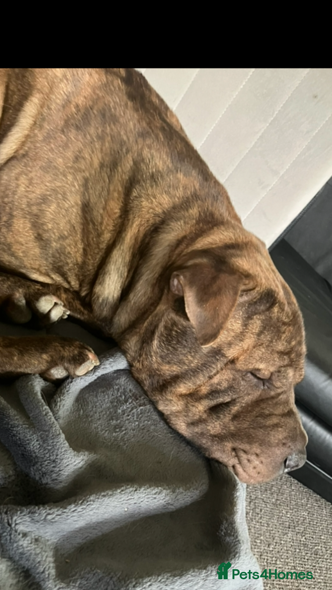 Mixed Breed dogs for stud: Sharpei x staffy  - Advert 3