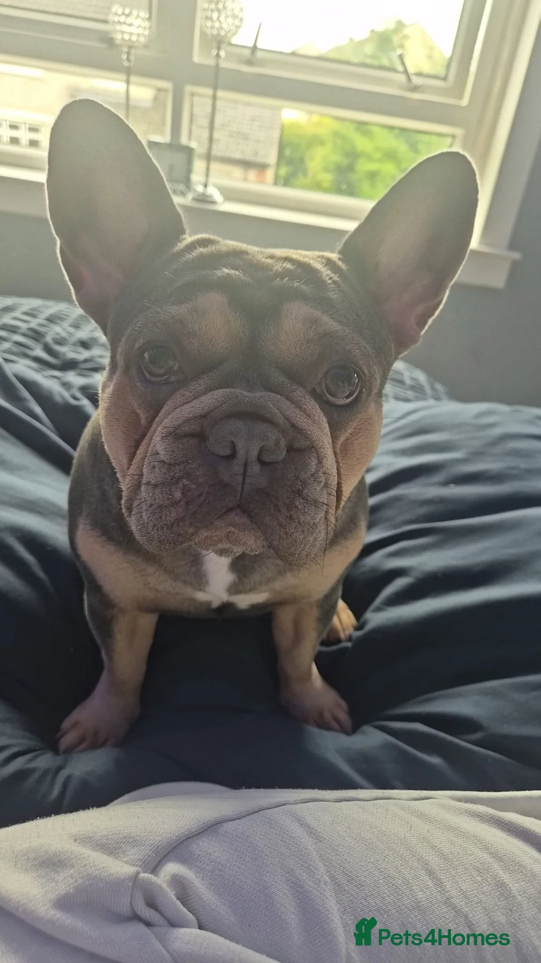 French Bulldog dogs for sale: French bulldog puppies for sale  in Bathgate - Advert 17