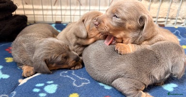 Miniature Dachshund dogs - Advert 12